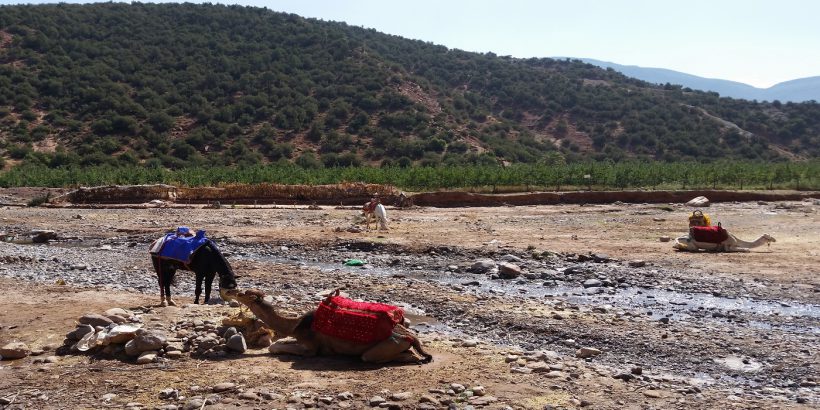 camel ride atlas mountains – Copy (2) camel ride atlas mountains – Copy (2)