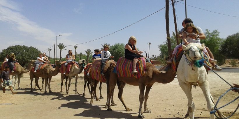 my camel ride experience 1 my camel ride experience 1