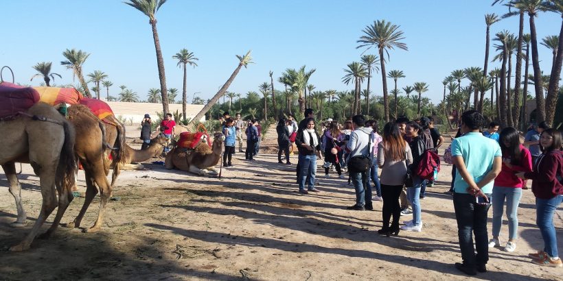 my camel ride tour my camel ride tour